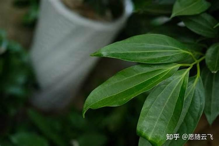 平安树叶子发黄怎么处理怎么补救
