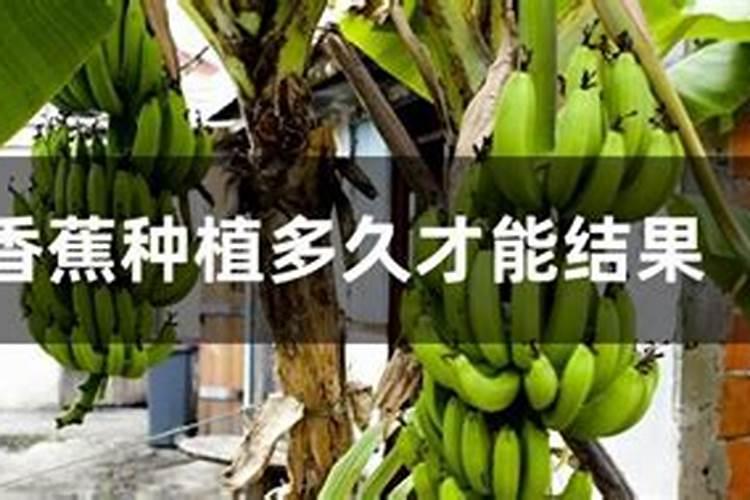 香蕉分为几个生长期？每个生长期都主要吸收哪些养分？