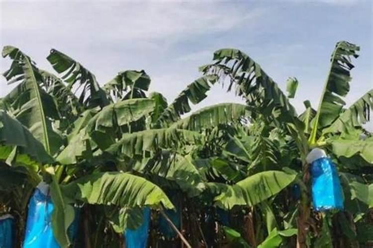 香蕉根系少用什么水溶肥好呢？