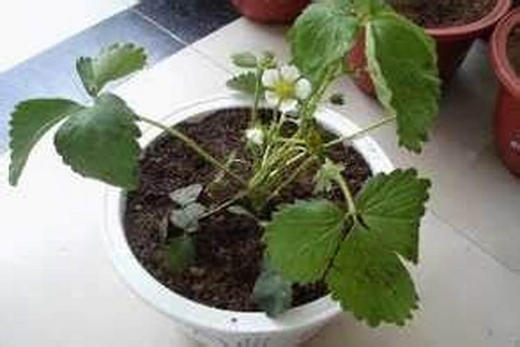 草莓喷什么叶面肥结果多？草莓座果根茎块膨大剂？