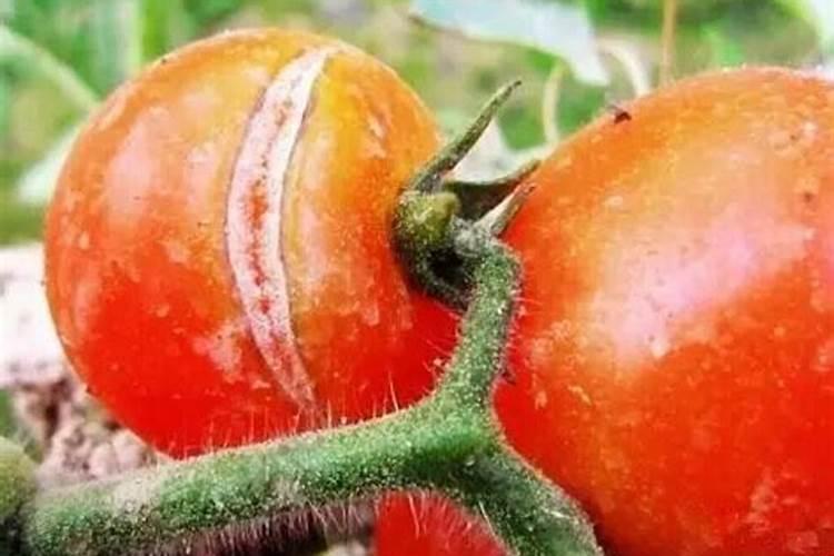 西红柿的种植用什么肥料好