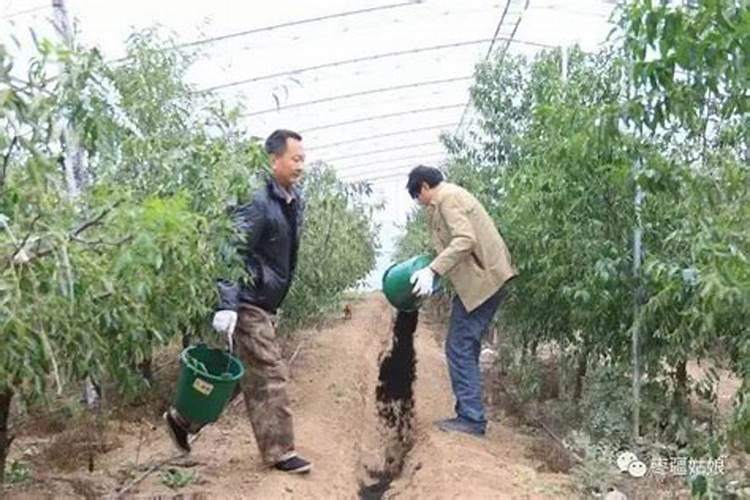 八月份枣树冲施磷酸二氢钾几公斤