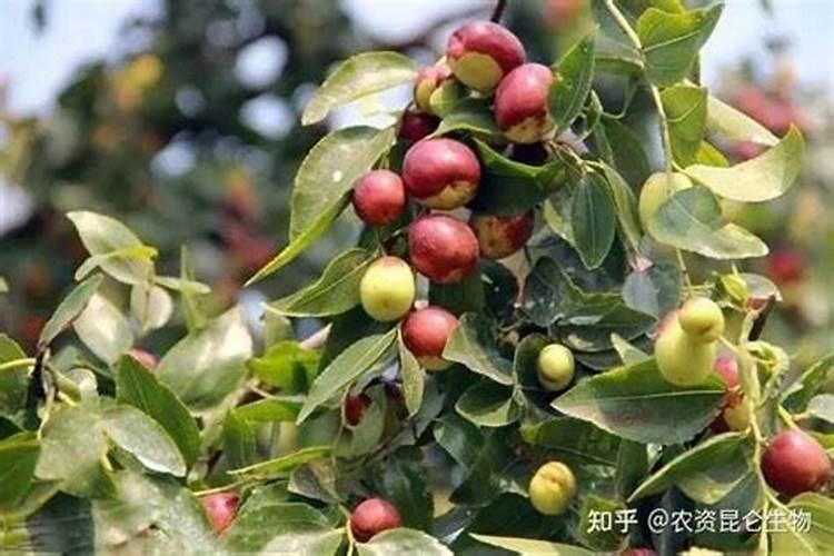 枣树怎样施肥又甜又大 施肥技巧有哪些