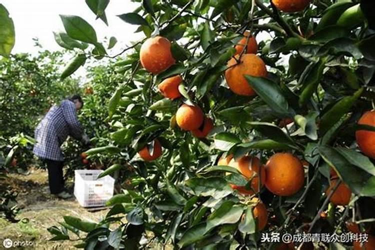 血橙病虫害防治方法,刘存寿碳基生态肥效果