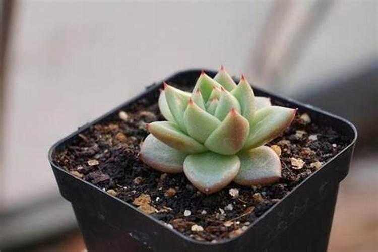 草木灰可以浇多肉吗