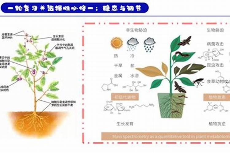 大豆叶面肥都有什么药