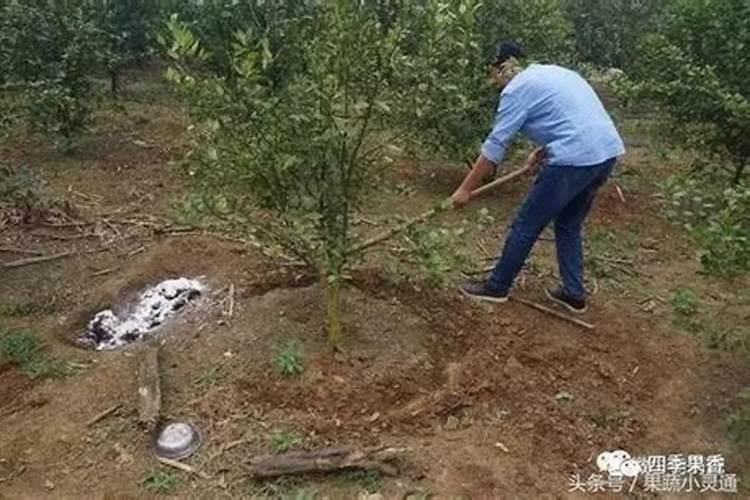 果树移栽后多久生根