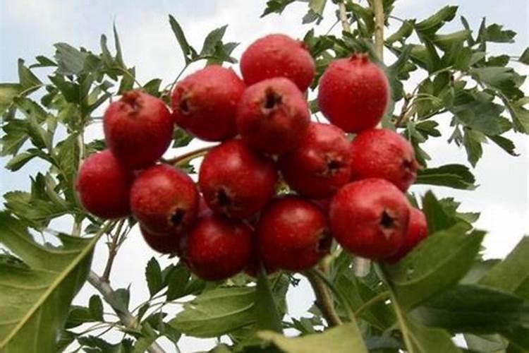 茶花什么时间长新叶？我茶花5月份开始掉老叶子,长新芽是不是正常？
