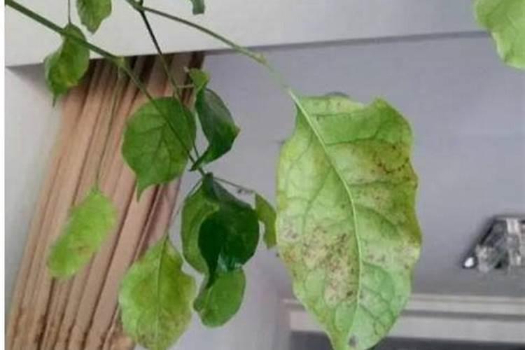 怎样简单辨别钾肥的真假与好坏？