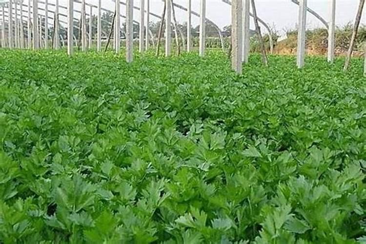 芹菜的用肥方法