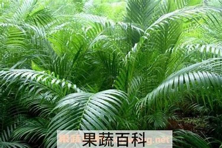散尾葵怎么繁殖