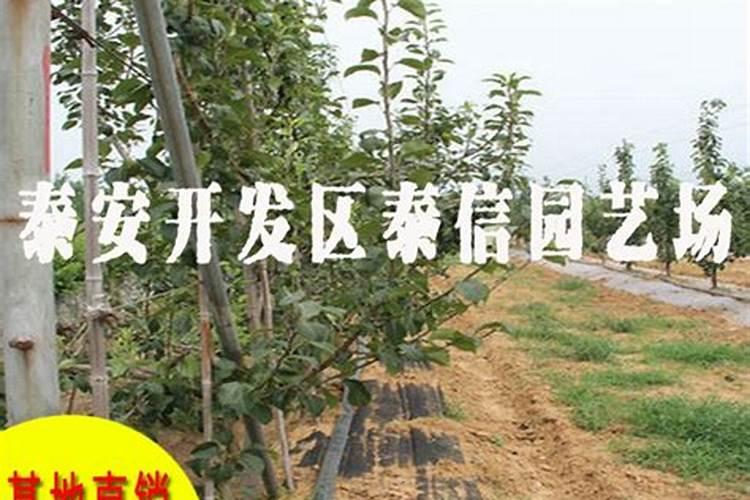 梨子喷施什么叶面肥果子会更甜？