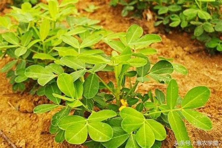 花生叶面肥用什么高产 什么时候施肥好