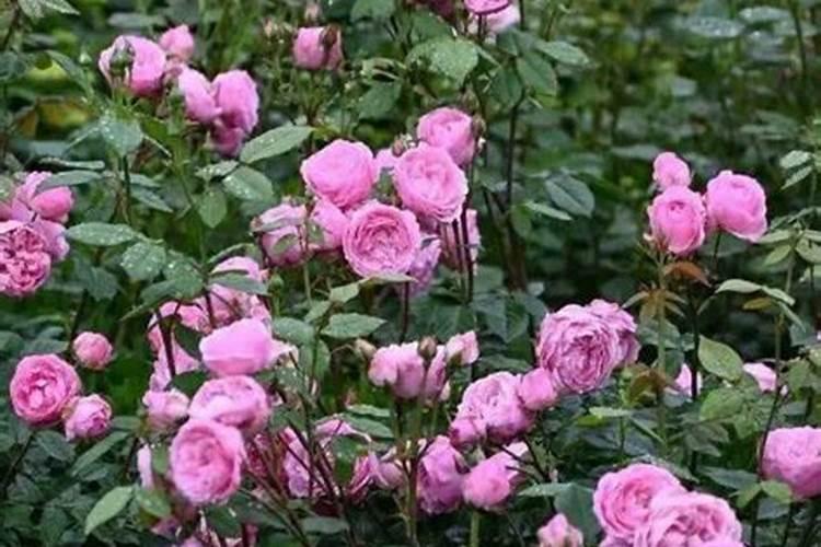 月季花施什么肥最好