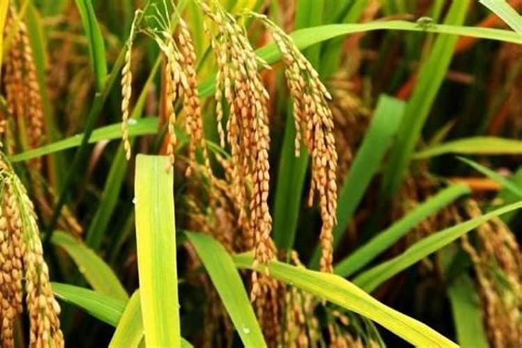 涨价预警!氮、磷、钾肥都涨价了,涨多少？鉴别假化肥的4个方法