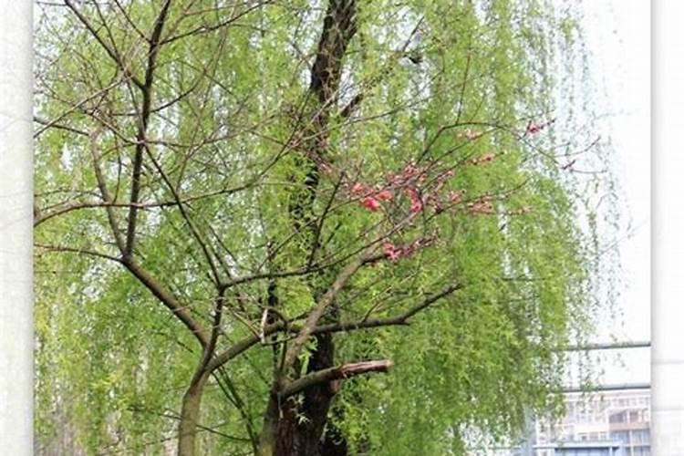 红掌的养护方法
