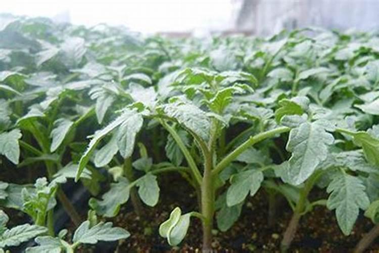 番茄什么时候追肥最合适
