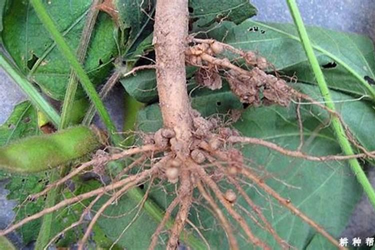 根瘤菌与豆科植物共生固氮