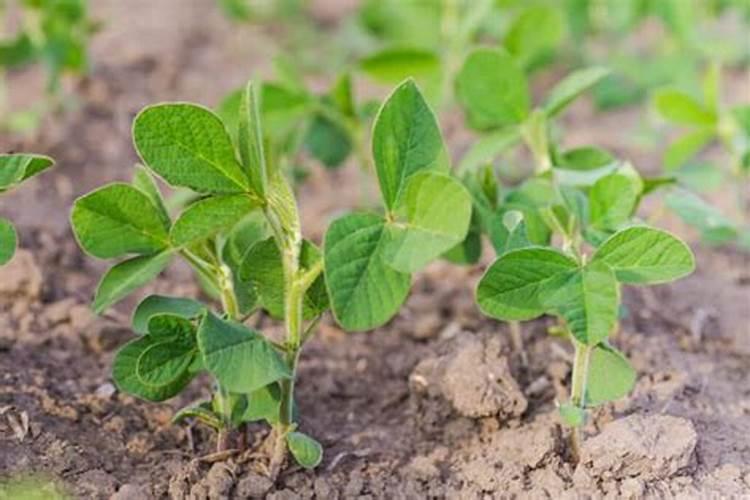 大豆开花期能用尿素吗