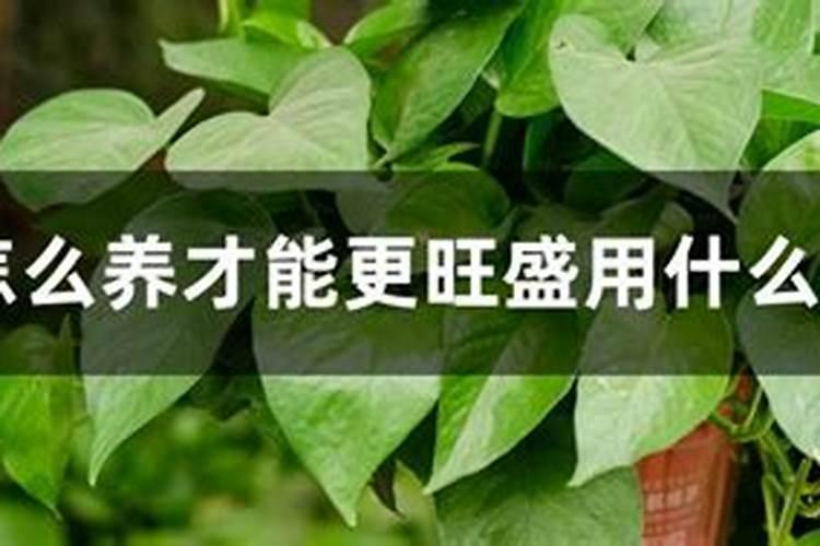 长茄子和圆茄子的区别