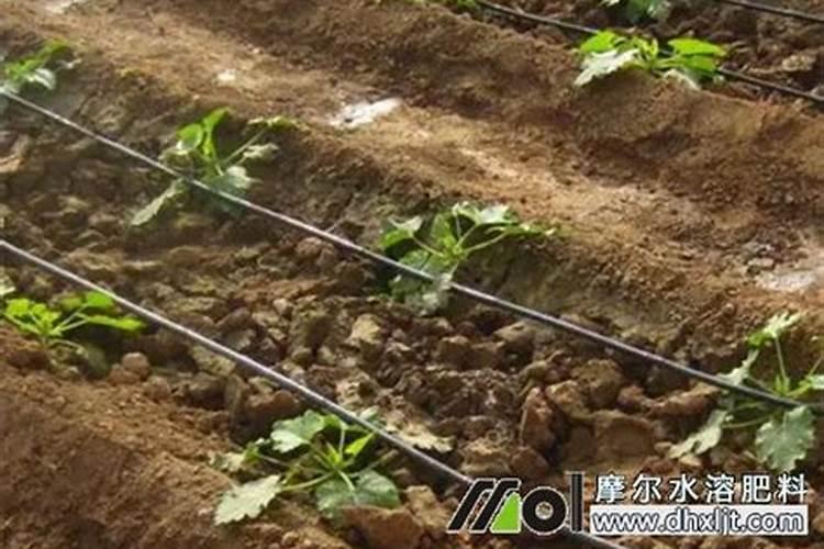 水溶肥的正确使用方法