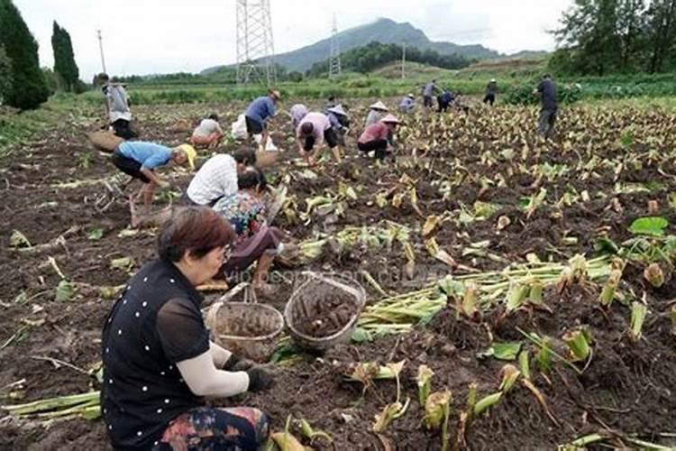 毛芋头种植时间和方法 毛芋头种植时间和方法介绍