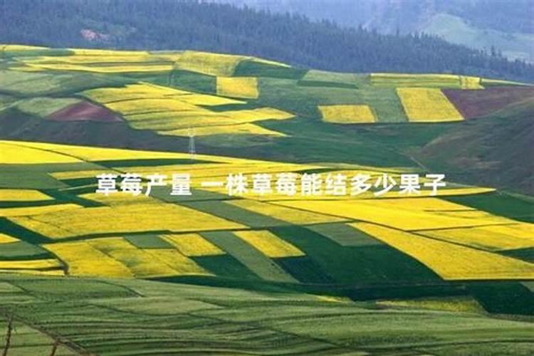 草莓生根养根用什么肥
