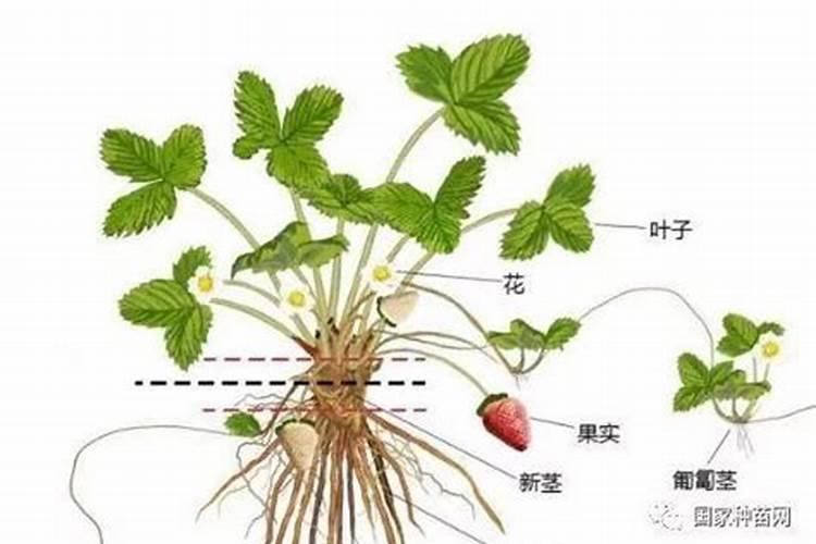 大棚草莓叶子黄用什么肥料？草莓重茬根腐怎样预防？草莓黄叶死苗烂根预...