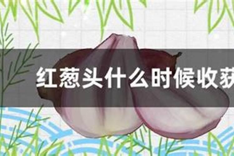 硝基复合肥适合旱田作物吗？