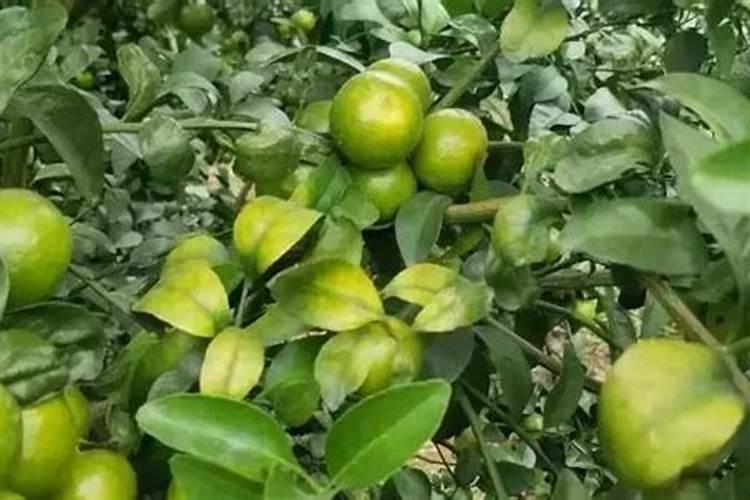 芍药花水养方法