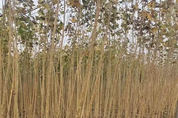 红四方玉米专用复合肥多少钱一吨？