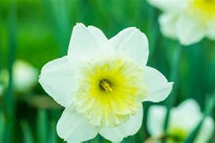水仙花施肥方法,用什么肥好