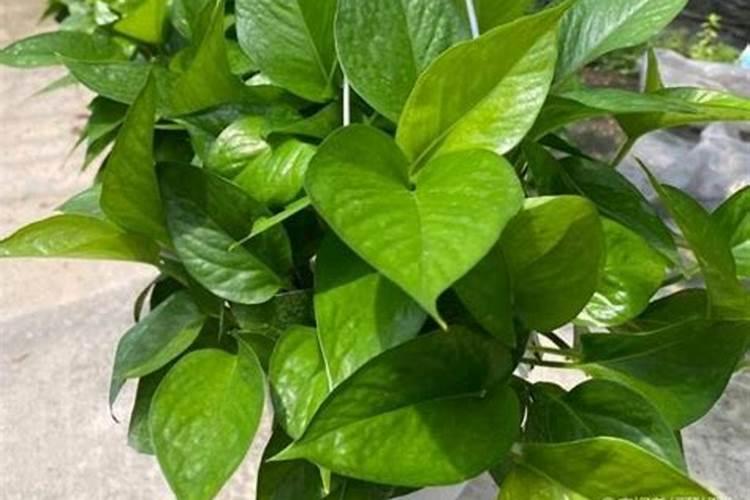 什么花适合做稻壳炭？
