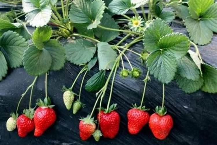 草莓🍓上用磷酸二氢钾有什么好处？