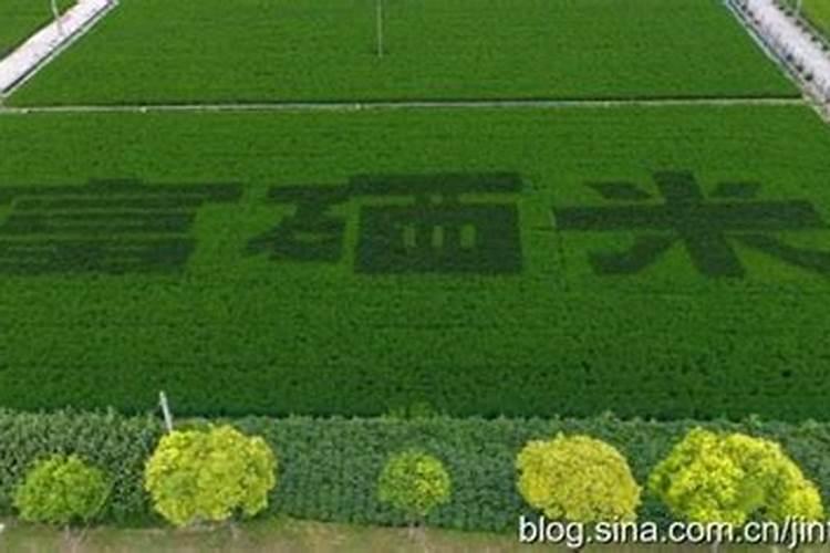 在哪可以买到种植水稻的富硒肥