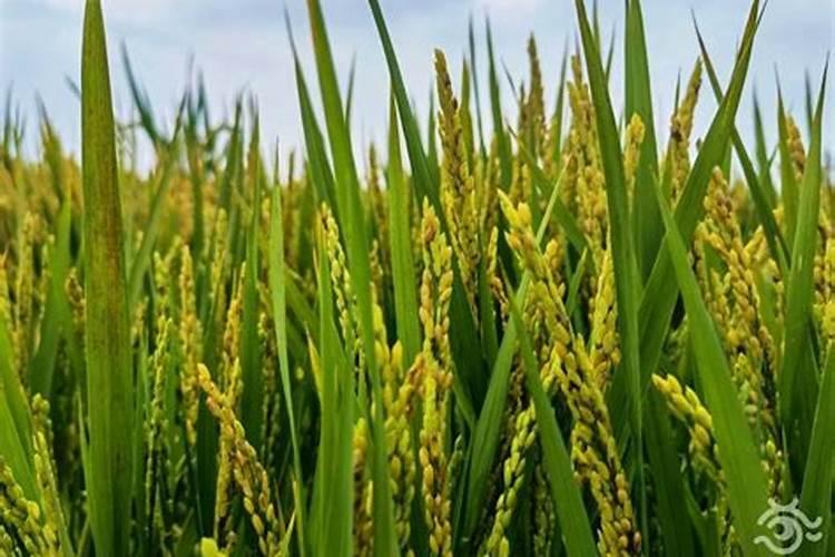 在哪里可以买到硒肥？