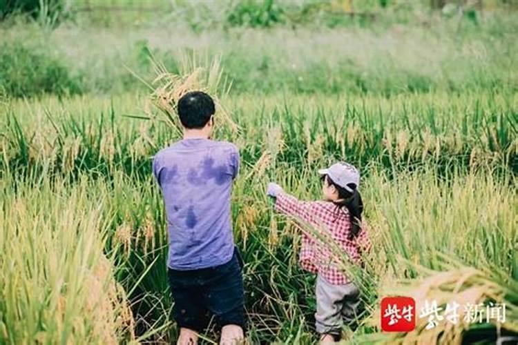 富硒水稻怎么种植