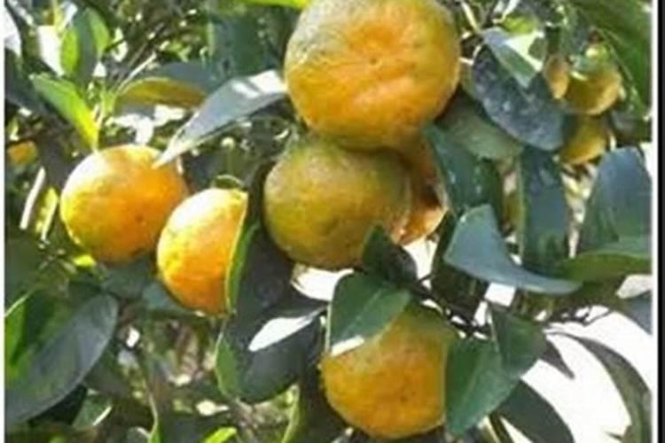 白菜白锈病用什么药好点？