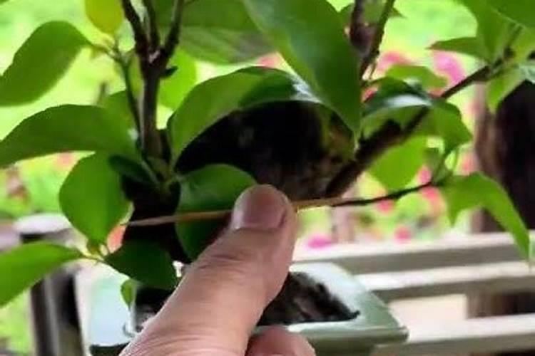 三角梅牙签苗带盆怎样缓苗？