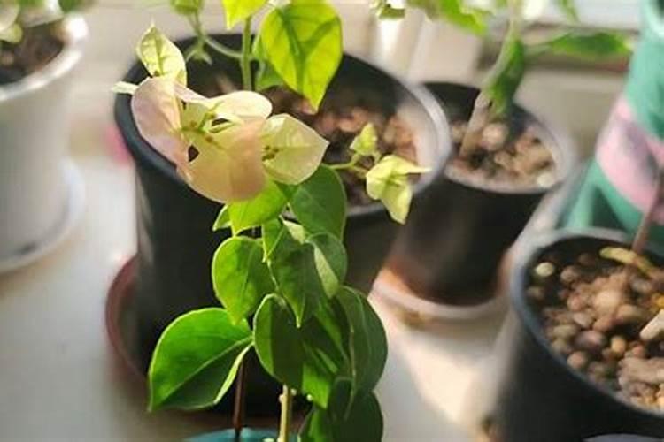 三角梅牙签苗如何处理生根快