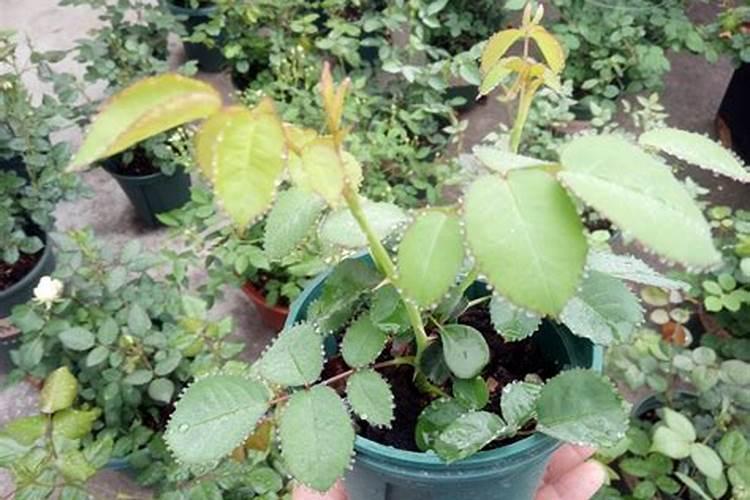 月季花如何追肥