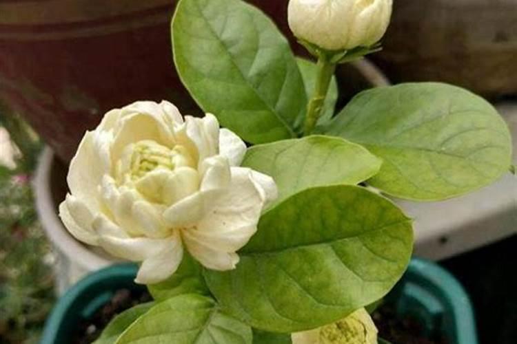 茉莉花最忌讳三种肥料