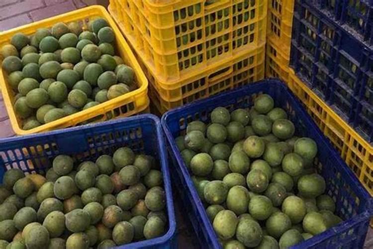 巨峰葡萄元月该施什么肥料