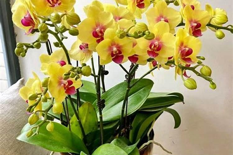 给花喷点它,叶子绿得滴油,花叽里咕噜开爆盆!
