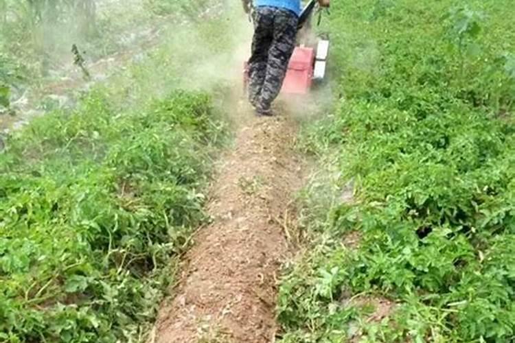 硼肥对红薯有什么作用 最佳使用时间