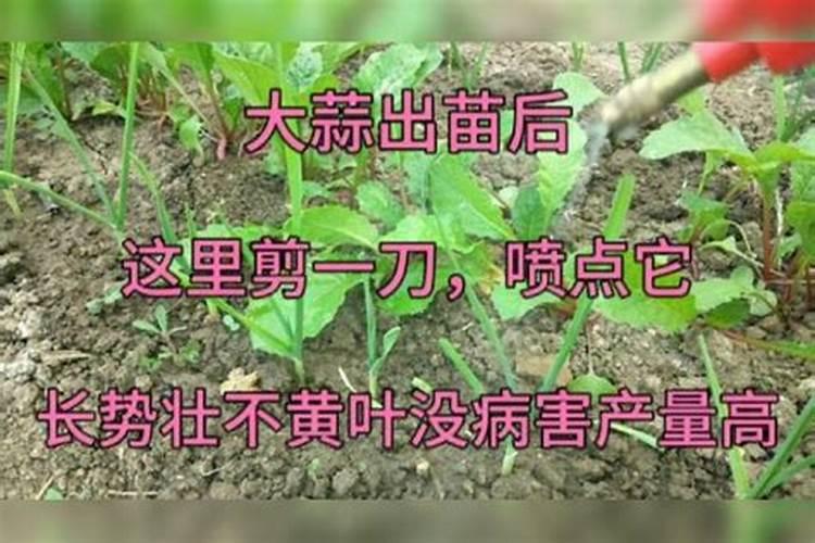 大蒜追肥用什么肥料好