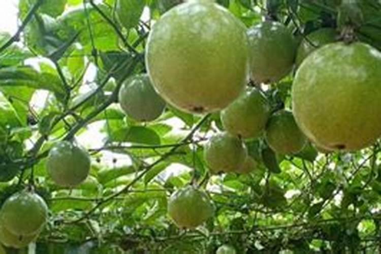 百香果施什么肥料最好