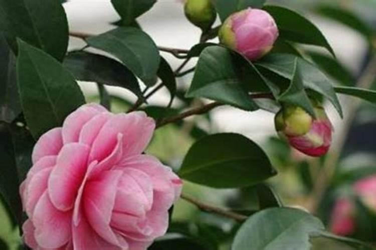茶花开完花后需要施肥吗(开花前花苞露红施什么肥好)