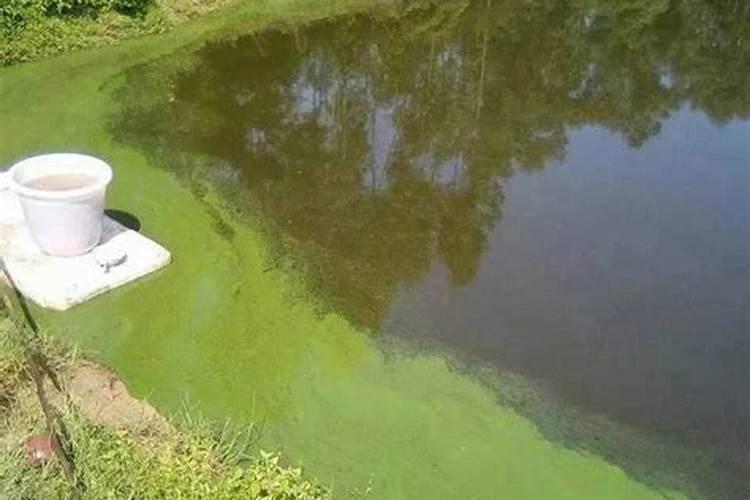 草莓施肥用什么肥料好