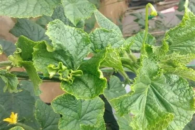 黄瓜叶子发黄缺什么肥